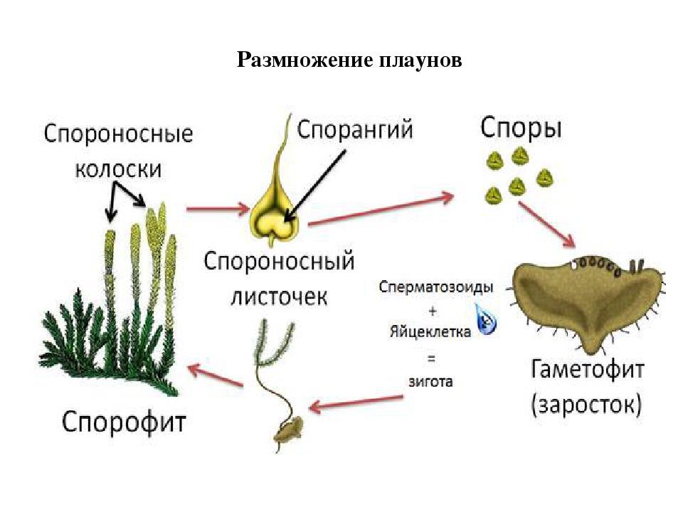 Цикл развития хвоща схема с набором хромосом