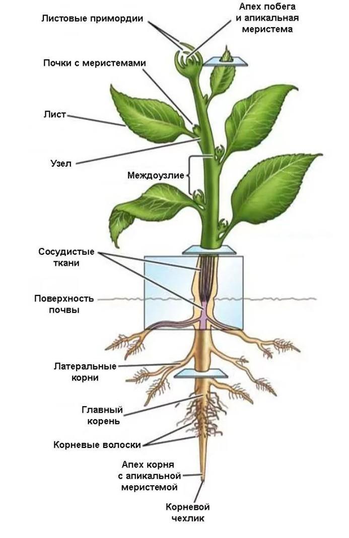 Покажите стрелками и подпишите на рисунке стебель верхушечную почку междоузлие