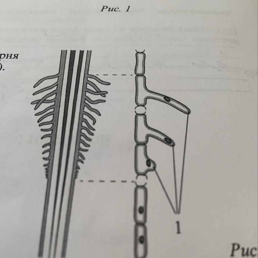 На рисунке корневые волоски под микроскопом что изображено на рисунке под цифрой 1