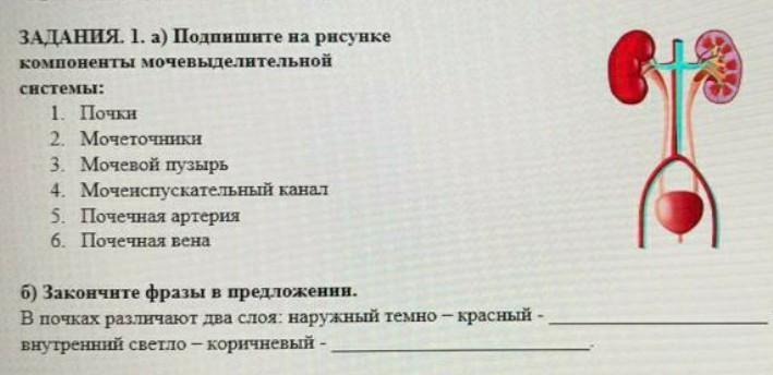 Какую функцию выполняет орган мочевыделительной системы обозначенный на рисунке буквой а