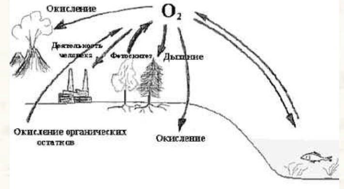 Круговорот водорода в природе схема и описание