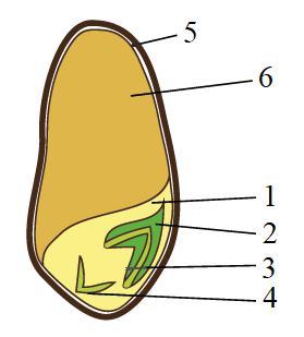 4 рассмотрите рисунок что обозначено цифрами. Строение семени пшеницы биология 6 класс. Почечка стебелек эндосперм. Внешнее строение семени пшеницы. Семя пшеницы строение 6 класс.