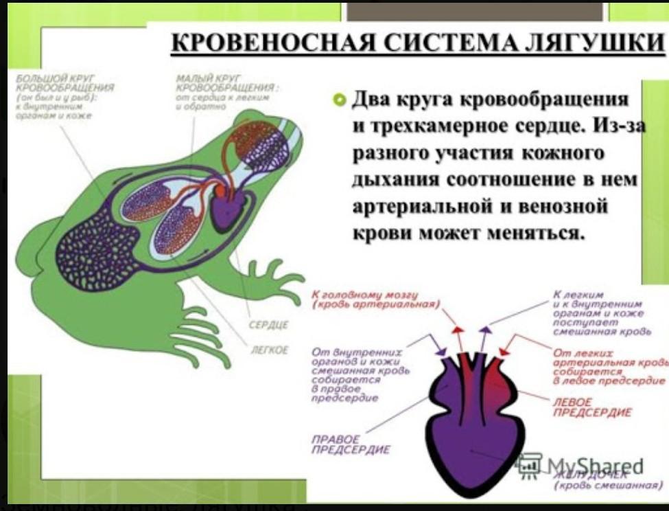 Сердце амфибий круги кровообращения. Система кровообращения лягушки. Строение кровообращения лягушки. Лёгочный круг кровообращения лягушки. Схема кровеносной системы лягушки лягушки.