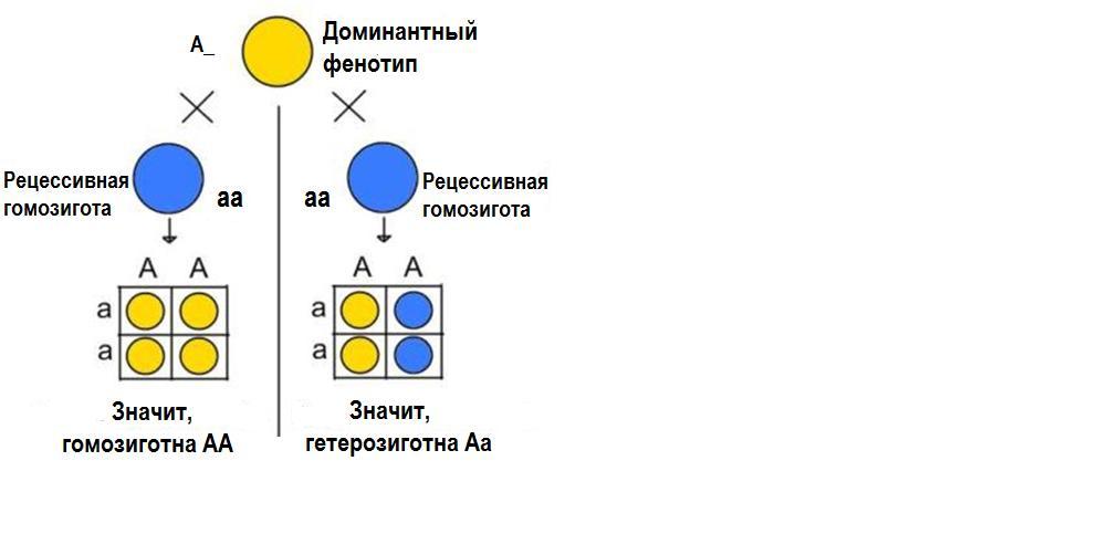 Определи генотип исследуемой особи. При анализирующем скрещивании. Типы скрещивания. Тетрагетерозигота. Гетерозиготное скрещивание.