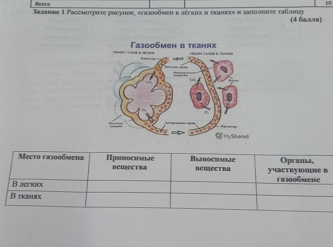 Млекопитающие газообмен. Газообмен в легких и тканях. У млекопитающих газообмен происходит в.