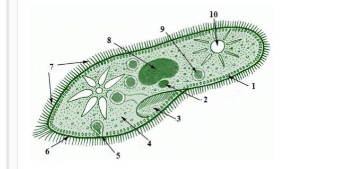 Органелла водорослей