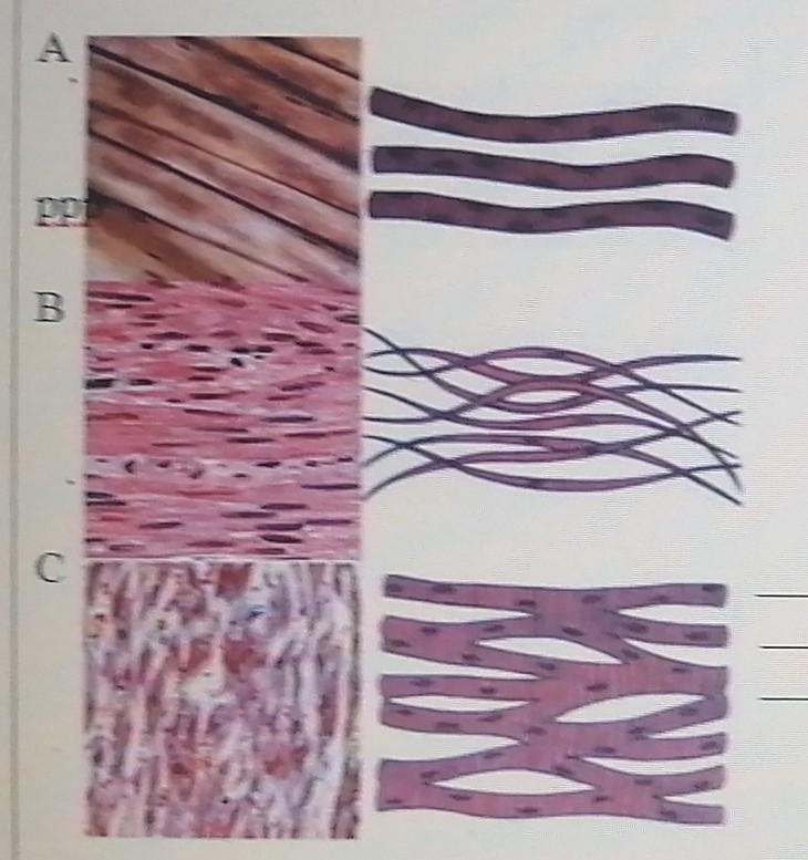 Барьерные ткани организма. Несложный рисунок мышечных тканей. Мышечная ткань рисунок для тетради. Выбери рисунок на котором изображена мышечная ткань. Отметь рисунок на котором изображена мышечная ткань.