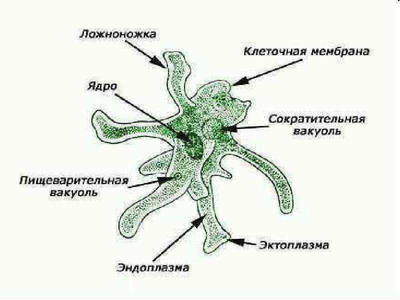 Схема амебы обыкновенной