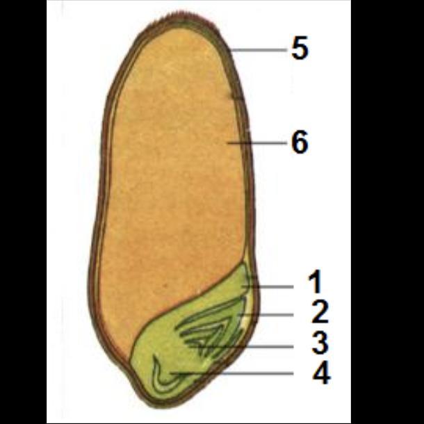 Рассмотри рисунки семян. Почечка эндосперм корешок семена кожура. Корешок эндосперм семенная кожура семядоля. Семядоли обозначены цифрой. Строение семени растения 5 класс.