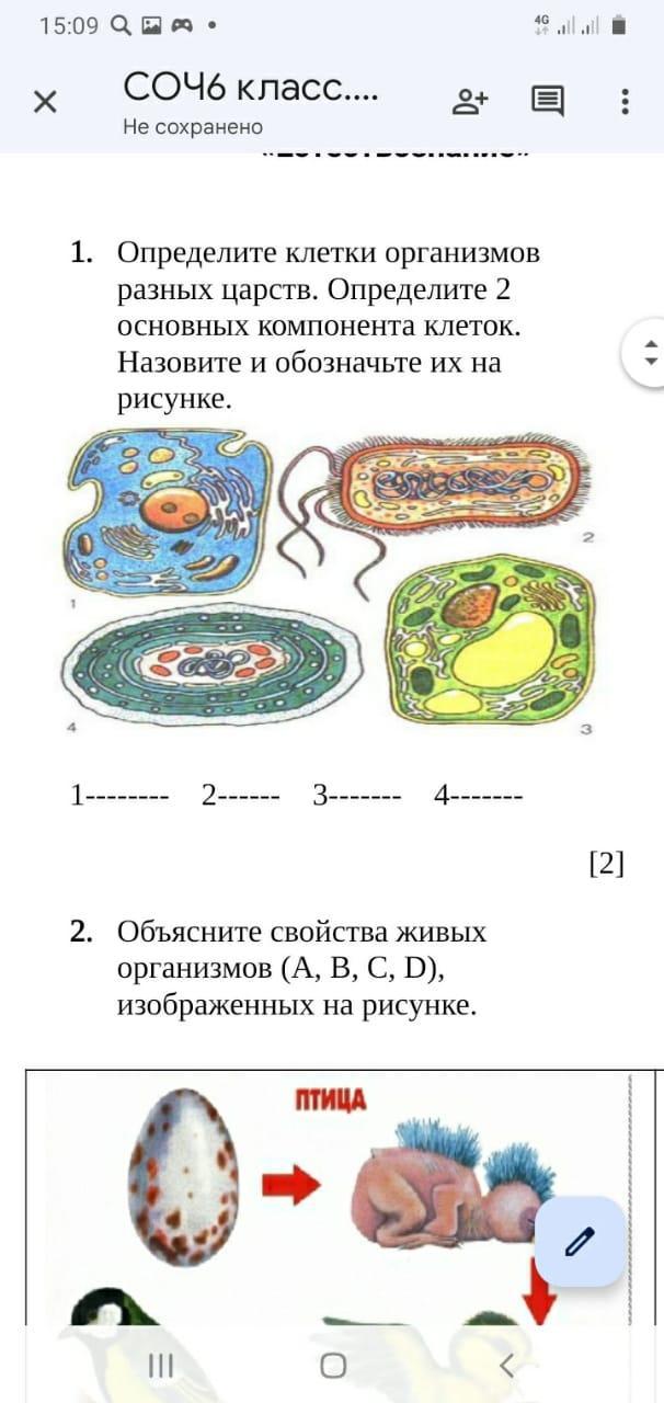 Клетка организма какого царства изображена на рисунке