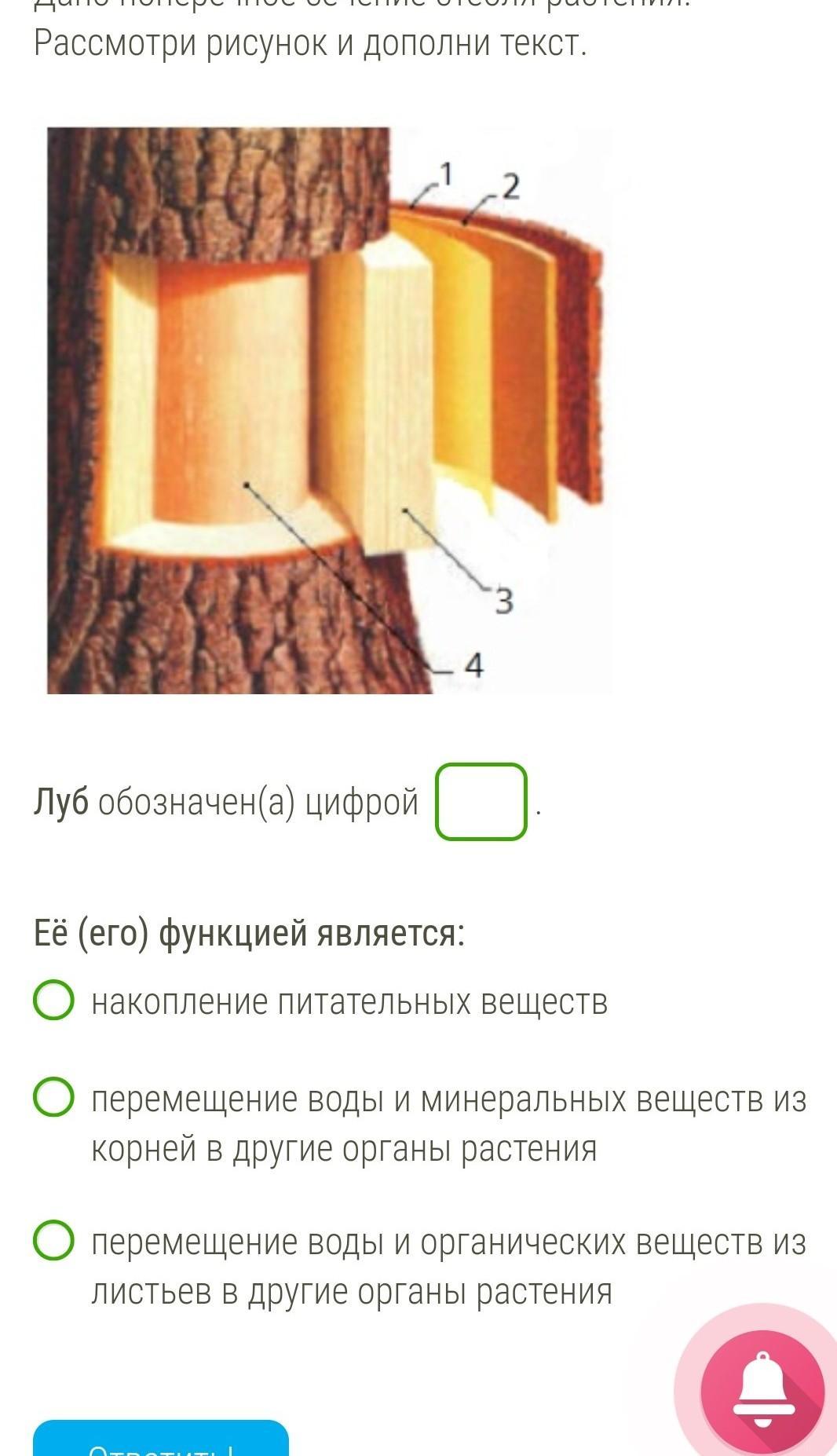 Дано изображение цветка рассмотри рисунок и дополни текст