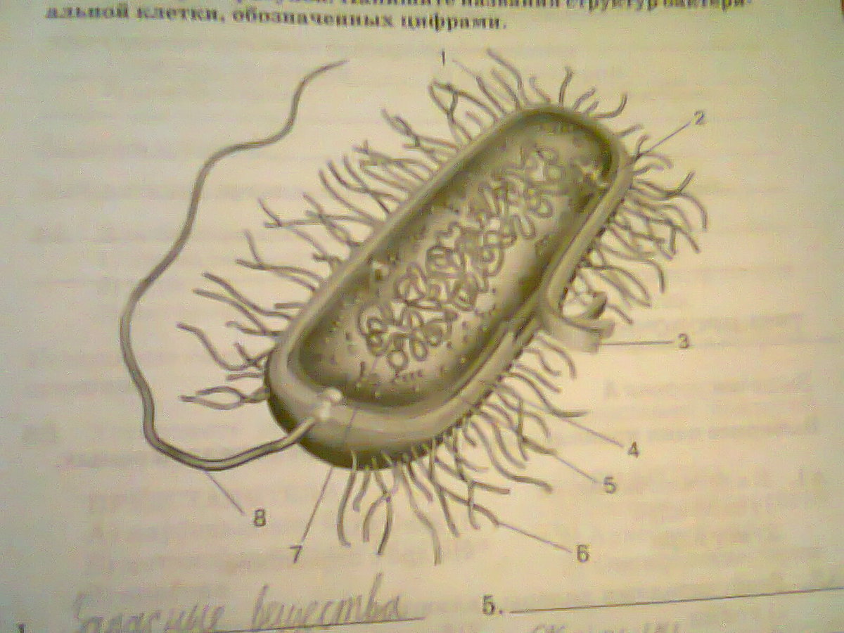Бактерия рисунок без подписей