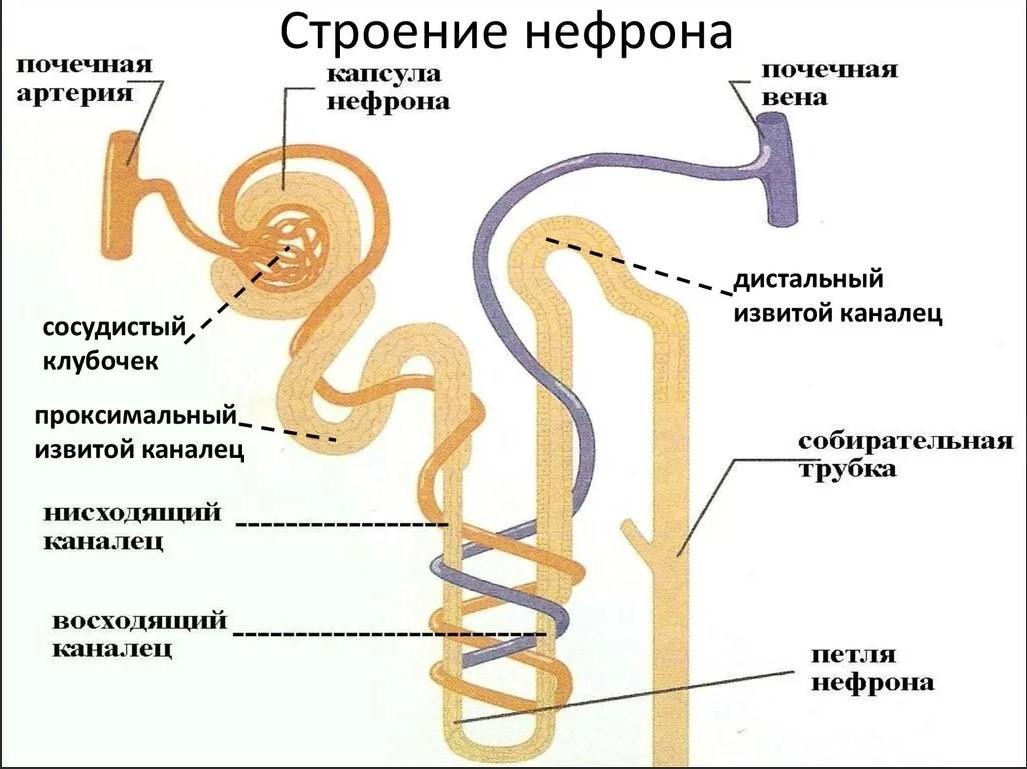 Почки извитой каналец мочеточники мочевой пузырь. Строение нефрона почечный каналец. Структура каналец нефрона это. Капсулы нефронов на структуре почки. Каналец нефрона строение.