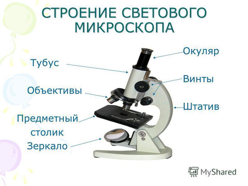 Микроскоп строение с подписями