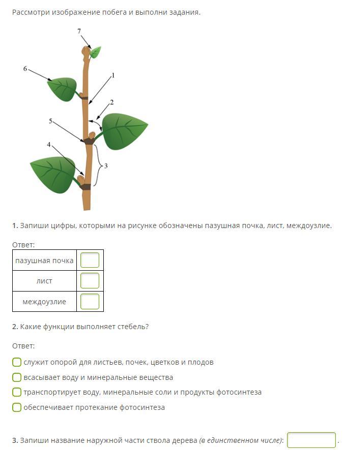 Рассмотри рисунок и дополни текст стебель на рисунке обозначен цифрой