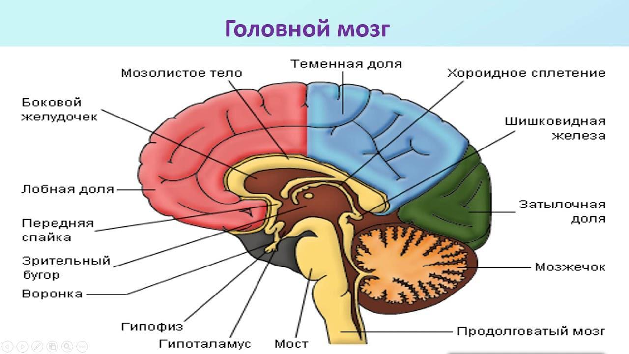 Тест нервная система органы чувств. Структура мозга человека. Мозг биология. ЦНС головной мозг анатомия. Структура человеческого мозга.