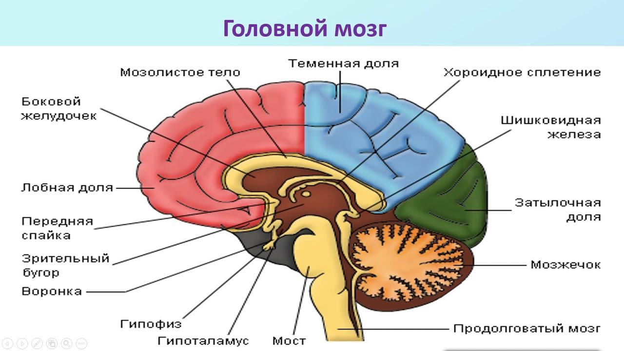 Мозг биология. Рисунок головного мозга для ЕГЭ по биологии. Нервная система 2 часть ЕГЭ биология. Маян Амировна ЕГЭ биология нервная система.