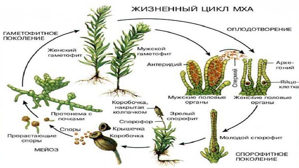 Схема изменения соотношения гаметофита и спорофита в процессе эволюции