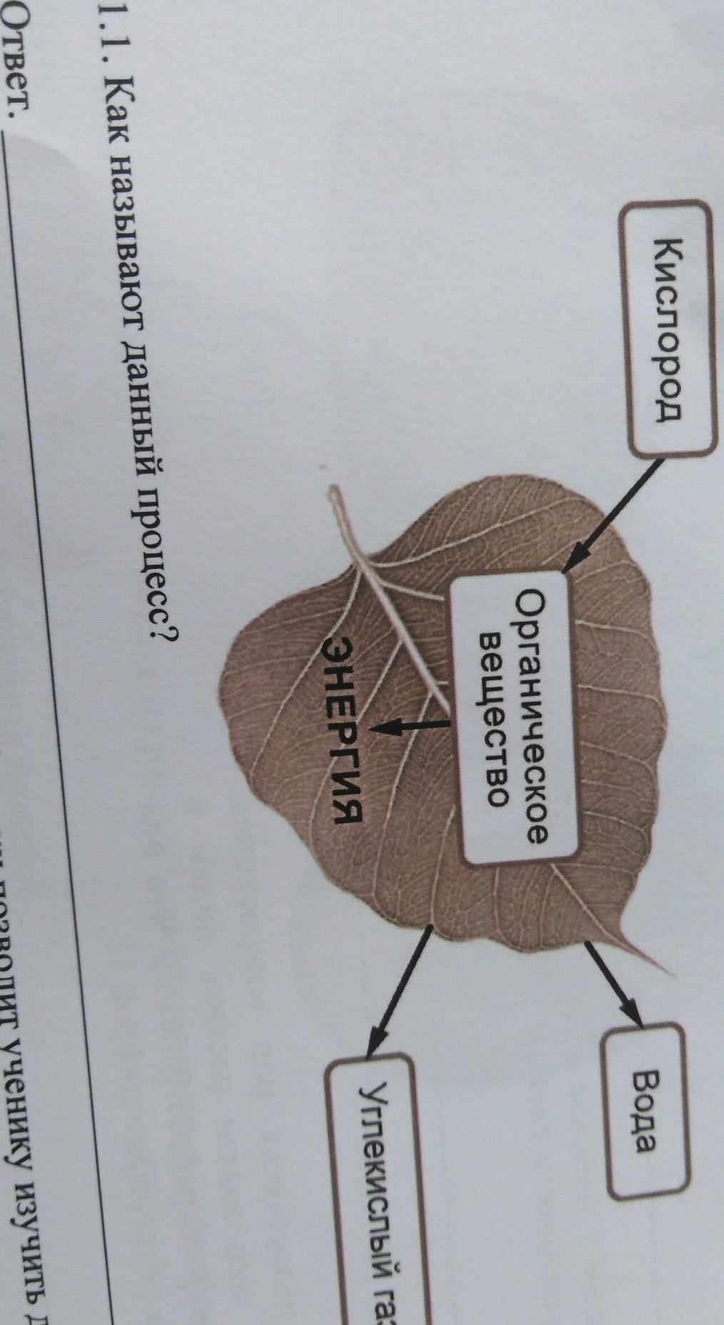 Листопад знание в области какой ботанической науки. Процесс жизнедеятельности растений рассмотрите схему. Схемы процессов жизнедеятельности растений ученик зафиксировал. Рассмотри схему. Процессы жизнедеятельности растений схема ВПР.