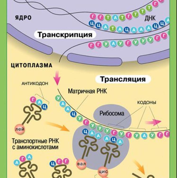 Синтез белков фото