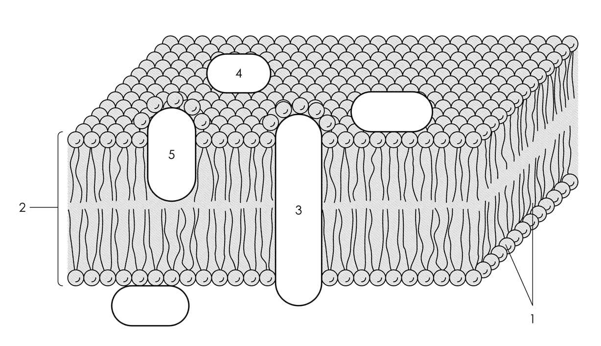 Соотнесите объекты с их обозначениями на рисунке фосфолипидный бислой