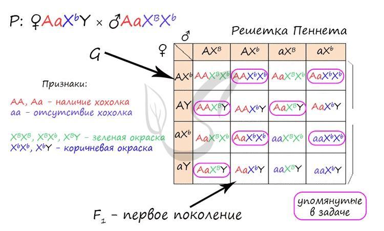 У человека гетерогаметным является пол. Типы хромосомного определения пола таблица. У канареек гетерогаметным является женский пол. Женский пол у птиц является гомогаметным. Генотип канареек.