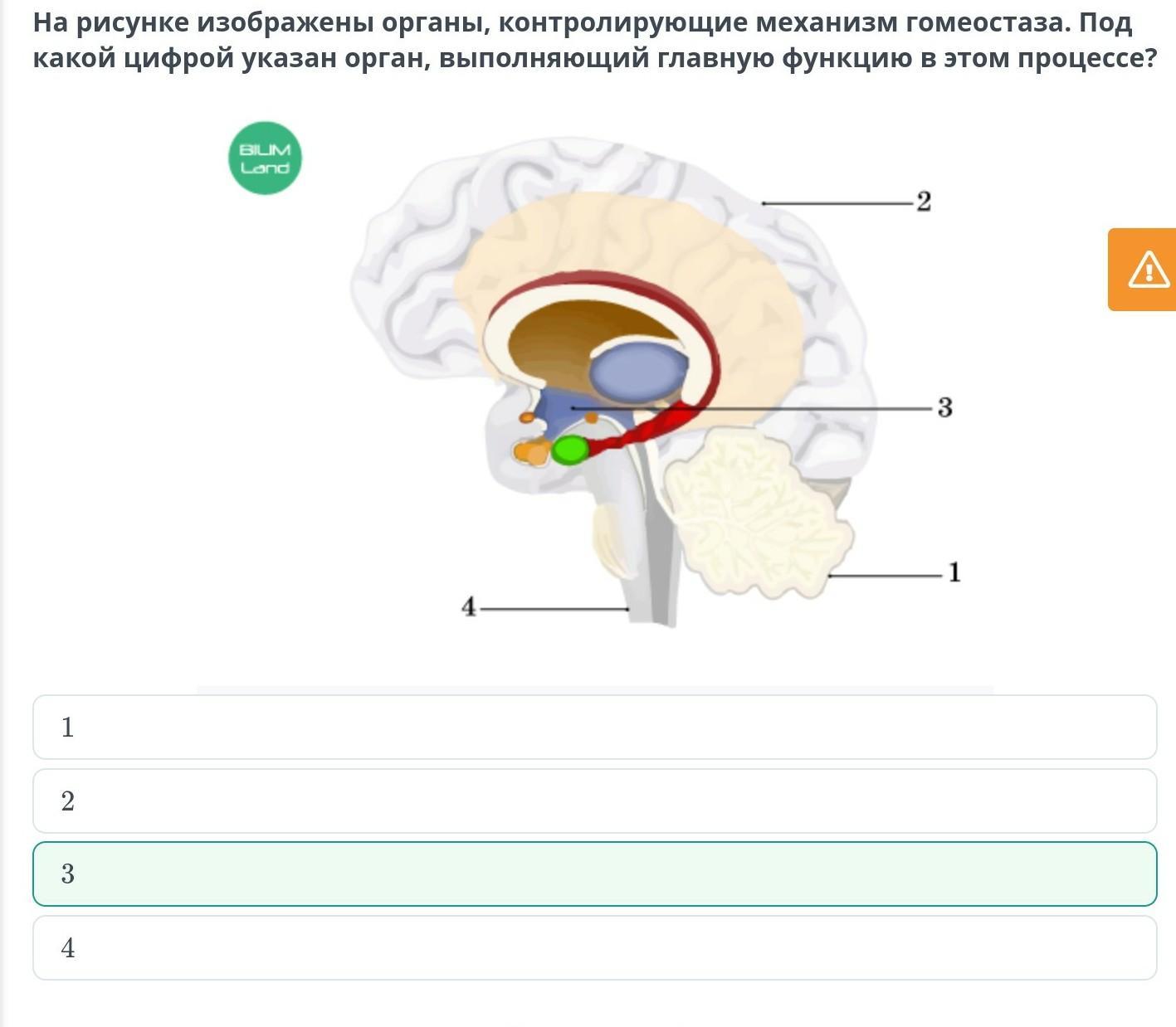 Какую систему органов формирует орган изображенный на рисунке укажите название функции структур