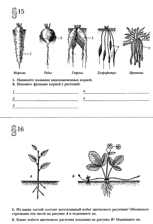 Тест корень 6 класс биология. Задания по побегам растений. Карточки по биологии по теме побег. Задания по теме побег. Части растений. Видоизменённые части растений..
