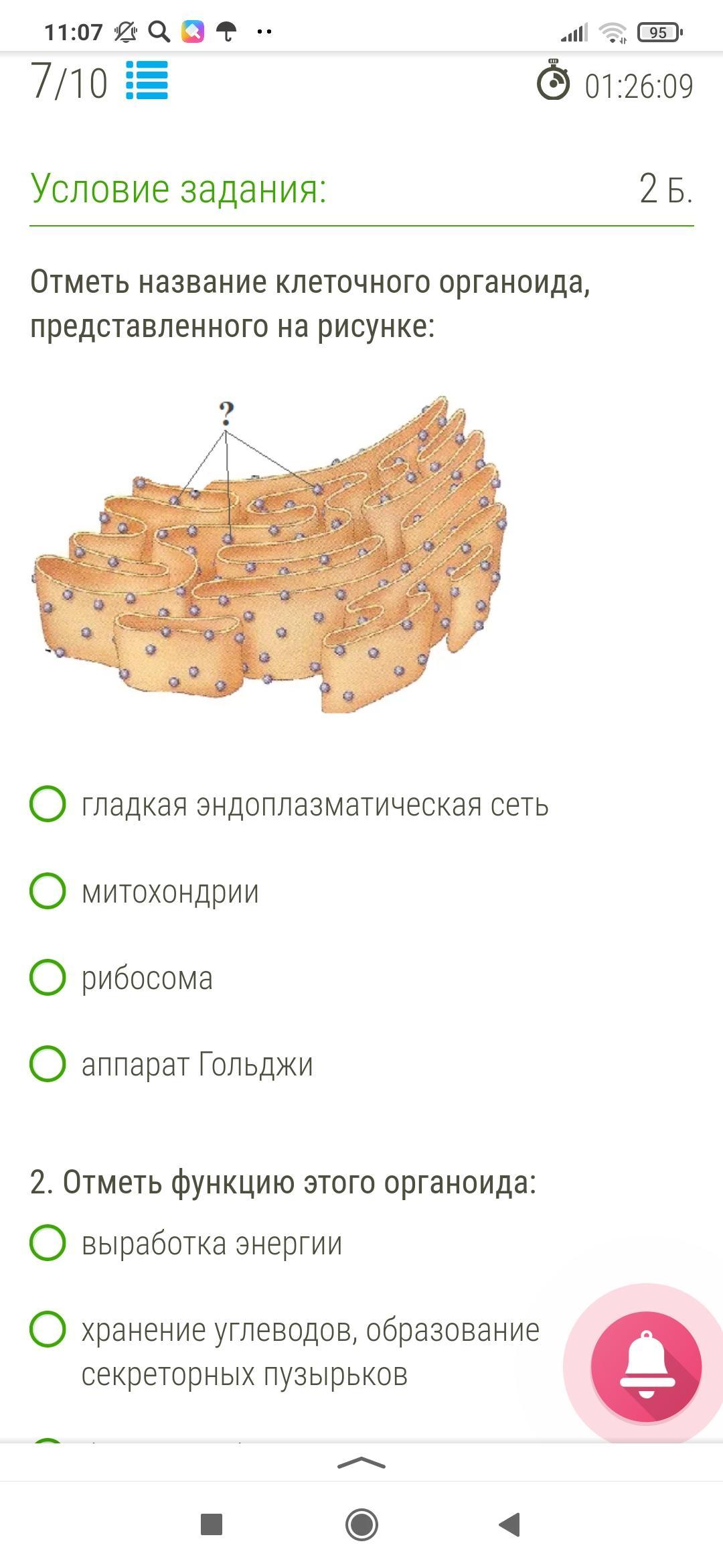 Обозначь название клеточного органоида представленного на рисунке