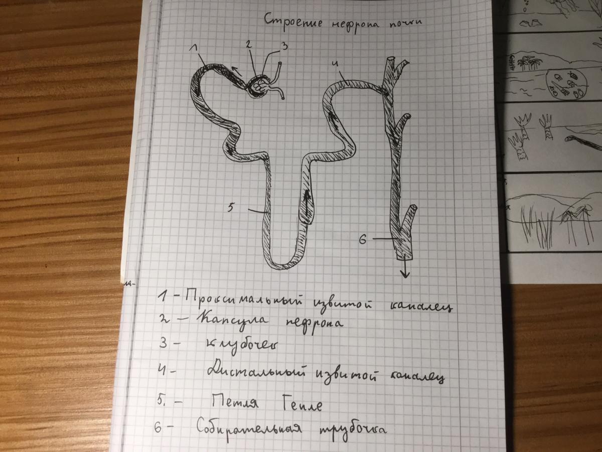 Какая структурная единица почки изображена на рисунке что обозначено цифрой 4