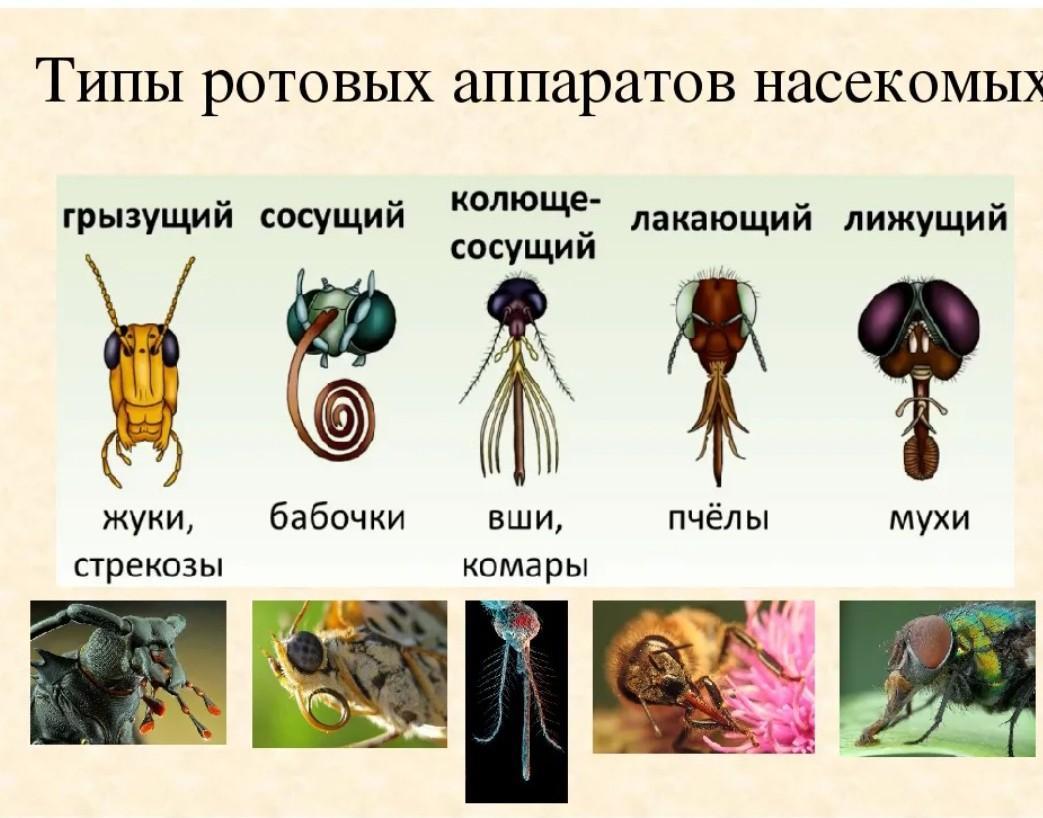 Ротовая полость насекомых