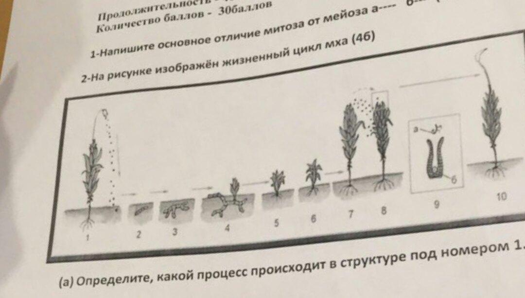 Практико-ориентированные вопросы по физиологии