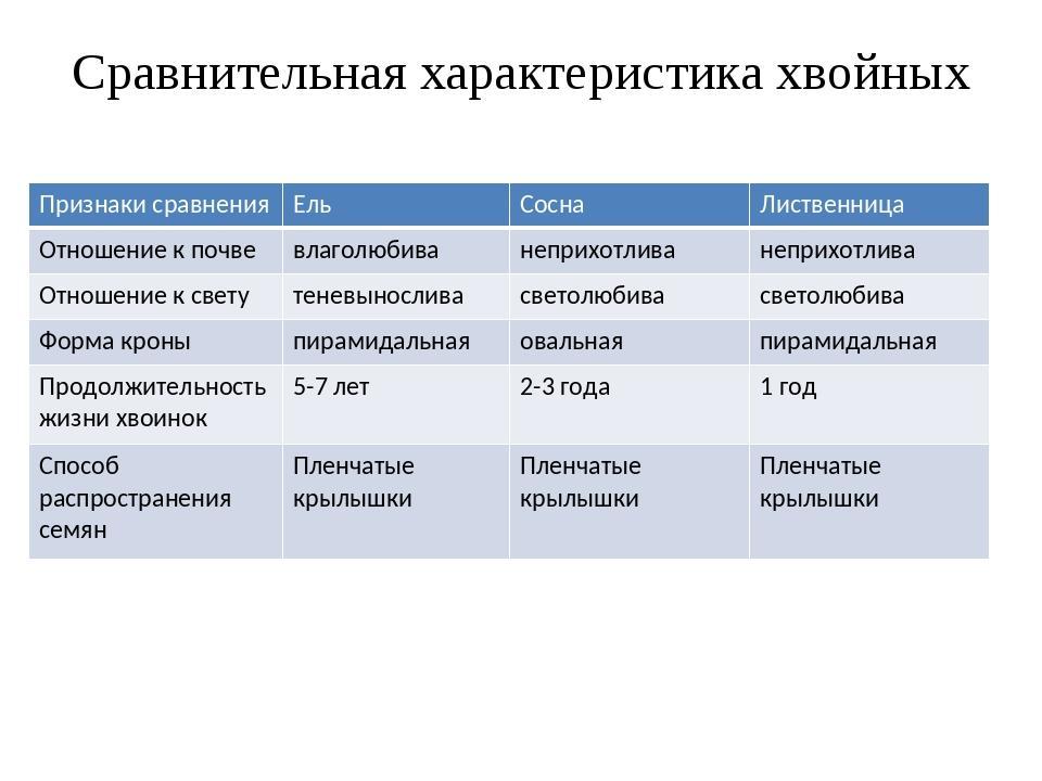 Таблица хвойных. Сравнение хвойных растений таблица. Сравнительная характеристика хвойных. Таблица сравнение хвойных 5 класс. Сходство хвойных и лиственных лесов России таблица.