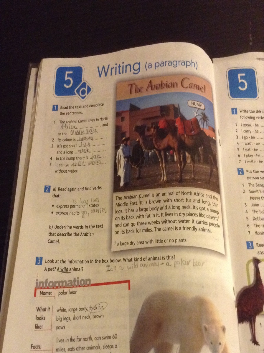 Read the text again and complete. The Arabian Camel 5 класс. Read and write the name of the animal 5 класс. Read the text and complete the sentences below 5 класс. Read the text and complete the sentences ответ 5 класс the Arabian Camel.