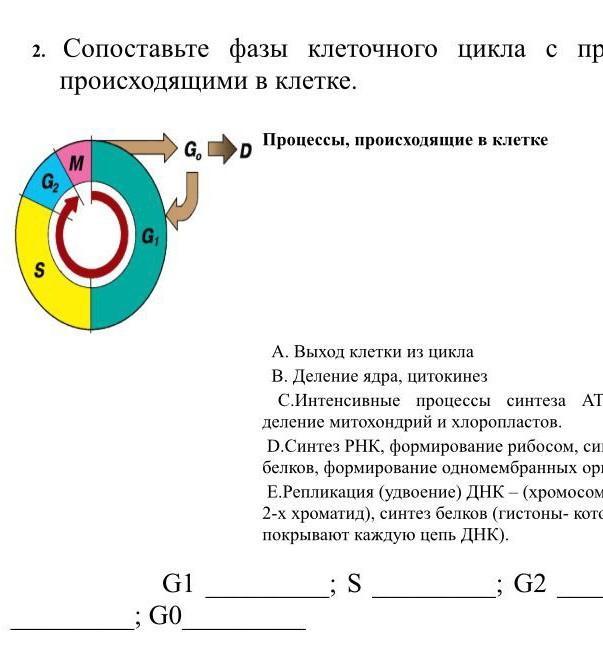Значение интерфазы в клеточном цикле