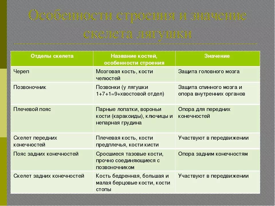 Схема отделы скелета