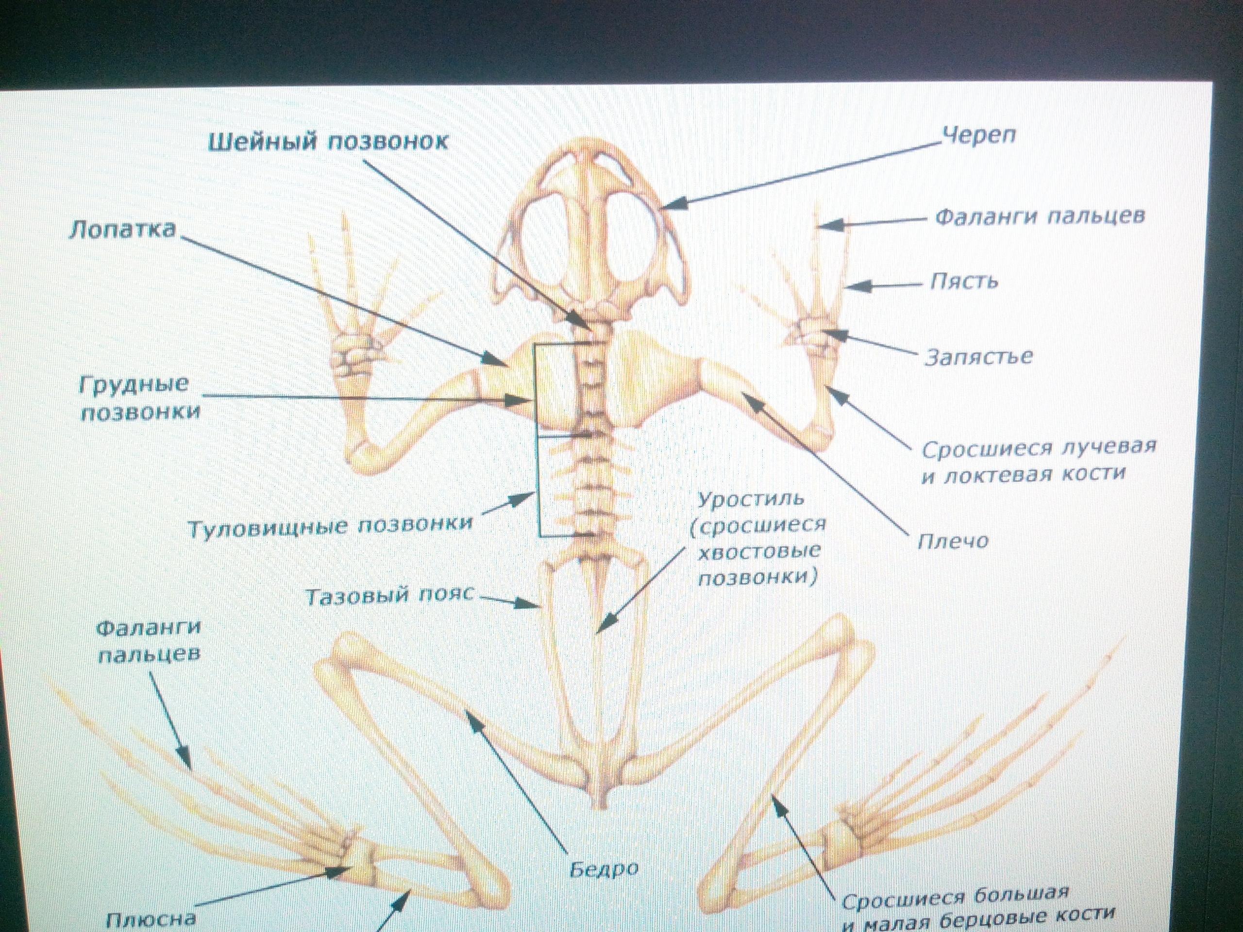 Земноводные шейный отдел позвоночника. Земноводные шейный отдел позвоночника. Земноводные шейный и крестцовый. Туловищный отдел позвоночника земноводных. Строение позвонков лягушки.