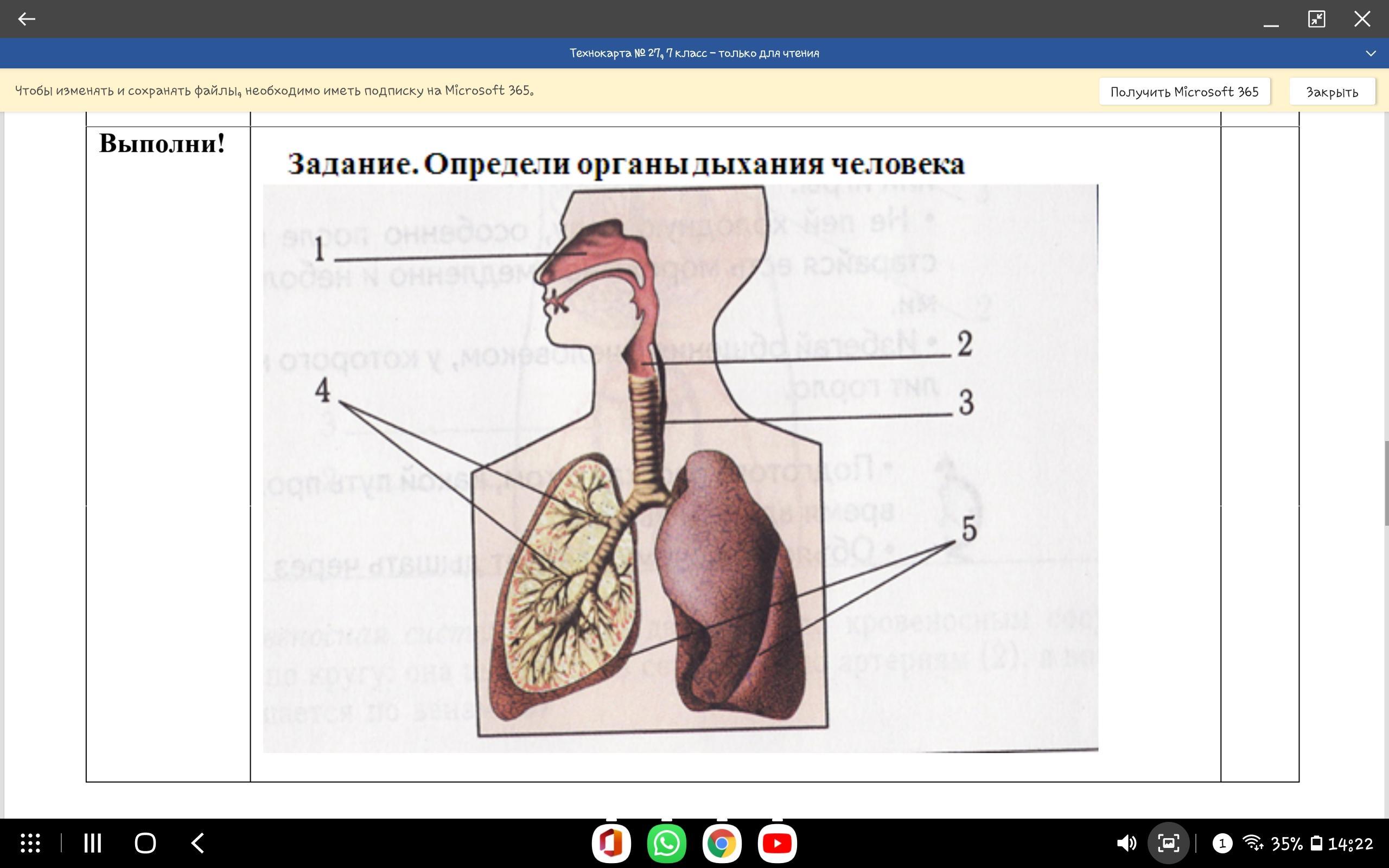 Определи орган. Дыхательная система человека задания. Органы дыхательной системы без подписей. Дыхание человека задания. Задание определи органы человека.