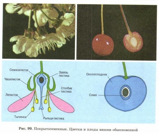 Установите происхождение семян и плодов стенки завязи