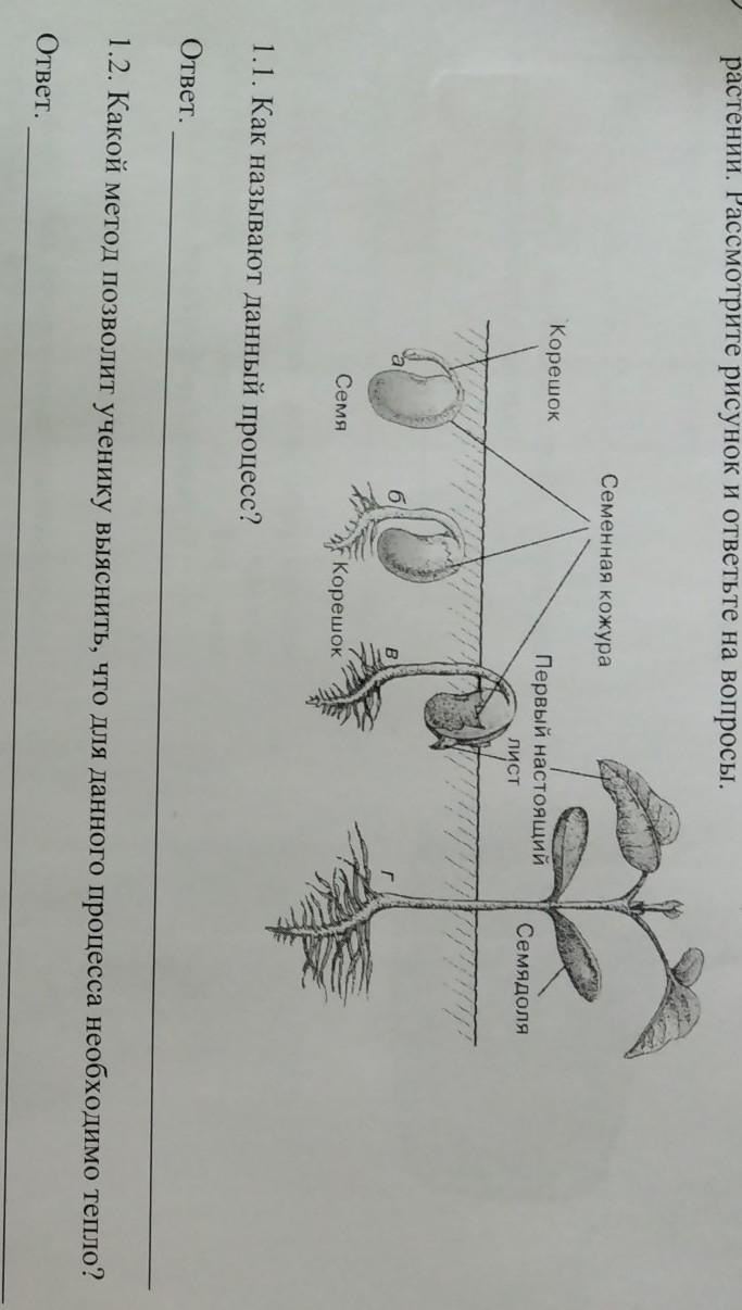 Рассмотрите рисунки 1 2 с изображением процессов жизнедеятельности растения как называют процесс