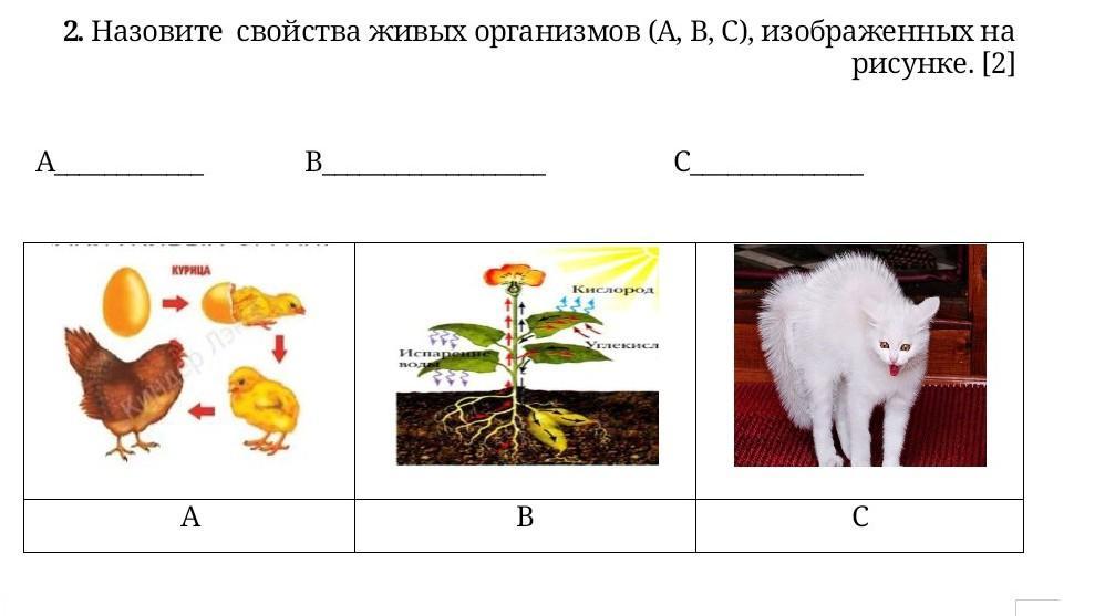 Как называется свойство живых организмов изображенное на рисунке утка