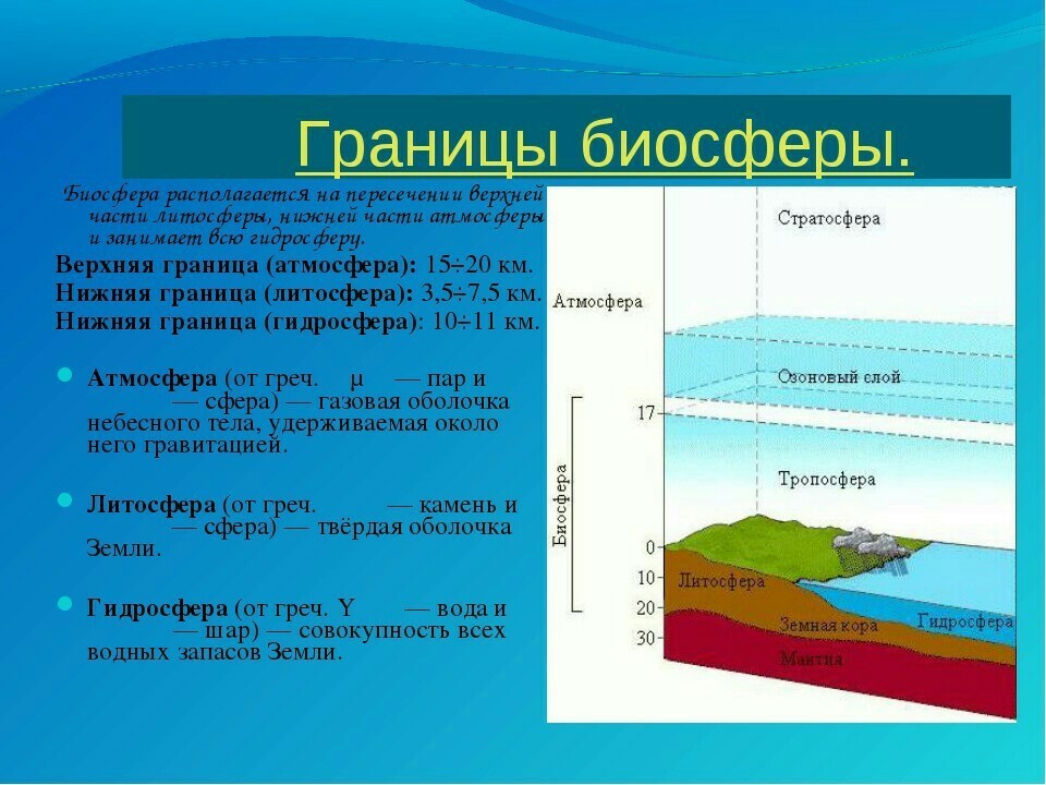 Рассмотрите рисунок изображающий строение биосферы