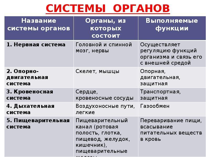 Используя рисунок 18 заполните в тетради таблицу основные системы органов многоклеточных животных