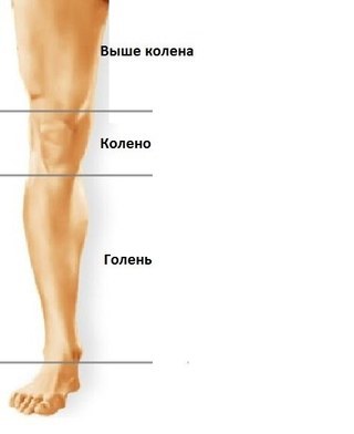 Голень человека где находится картинки