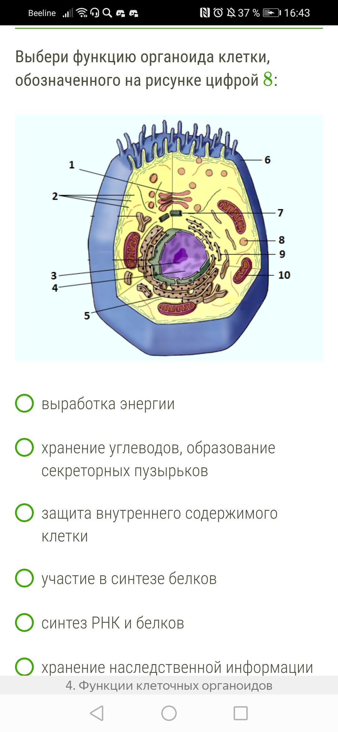 Какой органоид обозначен на рисунке