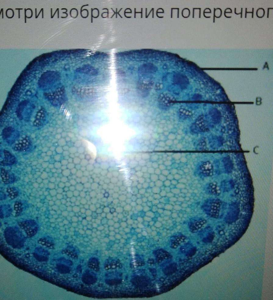 Рассмотри изображение поперечного сечения стебля растения и дополни текст