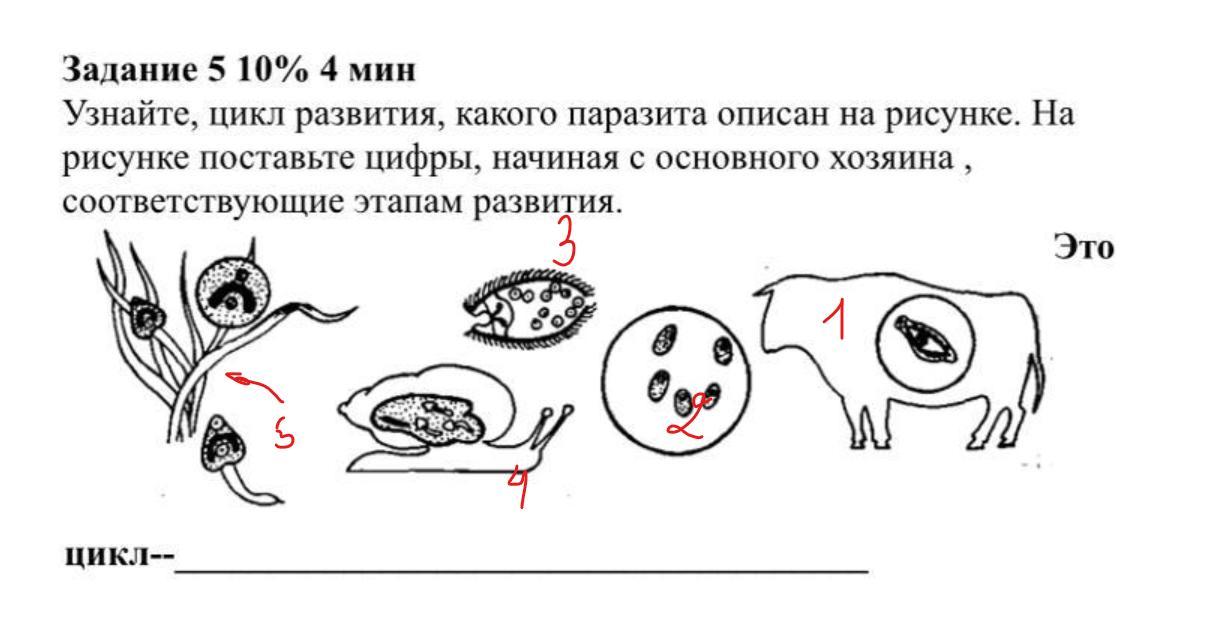 Цикл развития какого паразитического червя изображён на рисунке. Какой паразит изображен на рисунке. Каким номером на рисунке обозначена яйцо паразита?. Чей цикл развития представлен на рисунке.