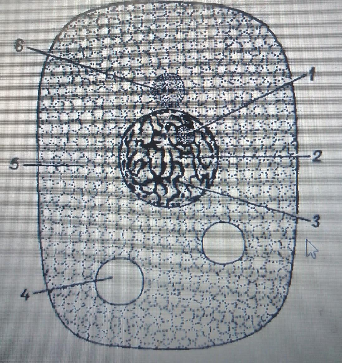 4 на этом рисунке изображены клетки. Клетка животного под цифрами. На рисунке изображена клетка. На рисунке изображена животная клетка. Животная клетка под цифрами.