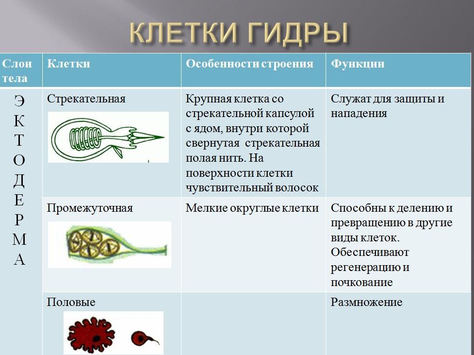 Строение и функции клеток гидры таблица Shtampik.com