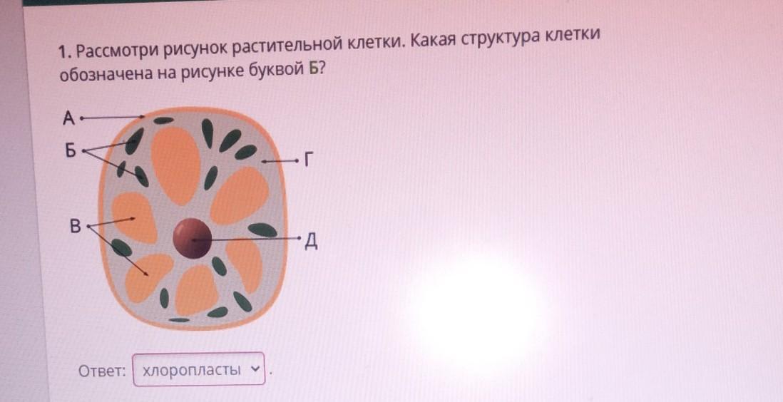 Клетка какого организма изображена на рисунке